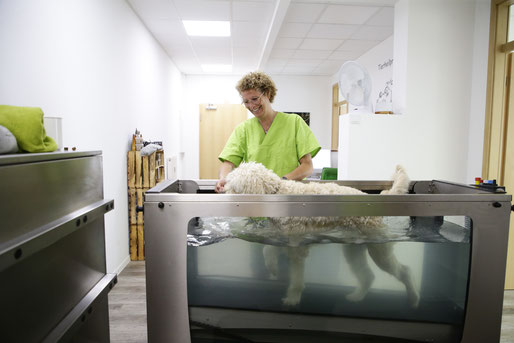 Unterwasserlaufband für Hunde