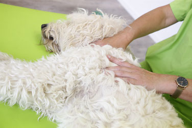 Massagekurs für Hundehalter