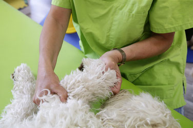 Osteopathie für Hunde und Katzen